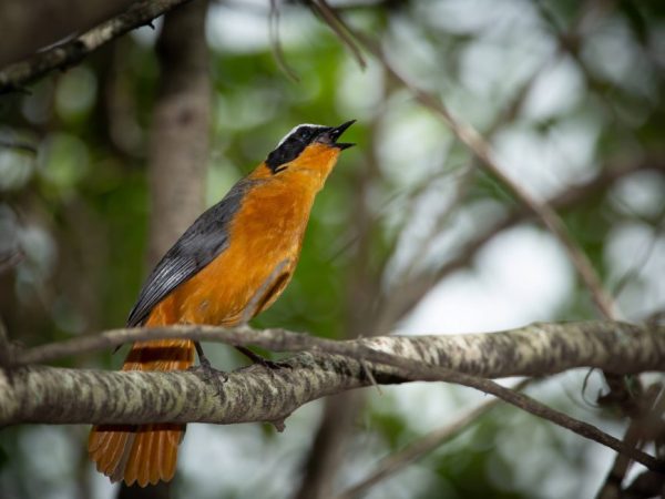 6 Days Midrange Tanzania Safari