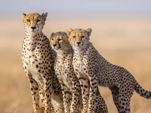 7 Days Under African Skies